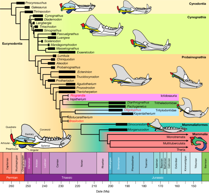 Brazilian fossils reveal homoplasy in the oldest mammalian jaw joint post thumbnail image