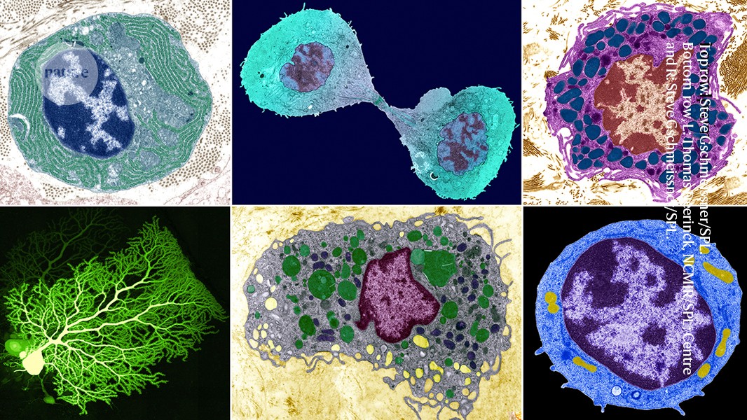 What is a cell type, really? The quest to categorize life’s myriad forms post thumbnail image