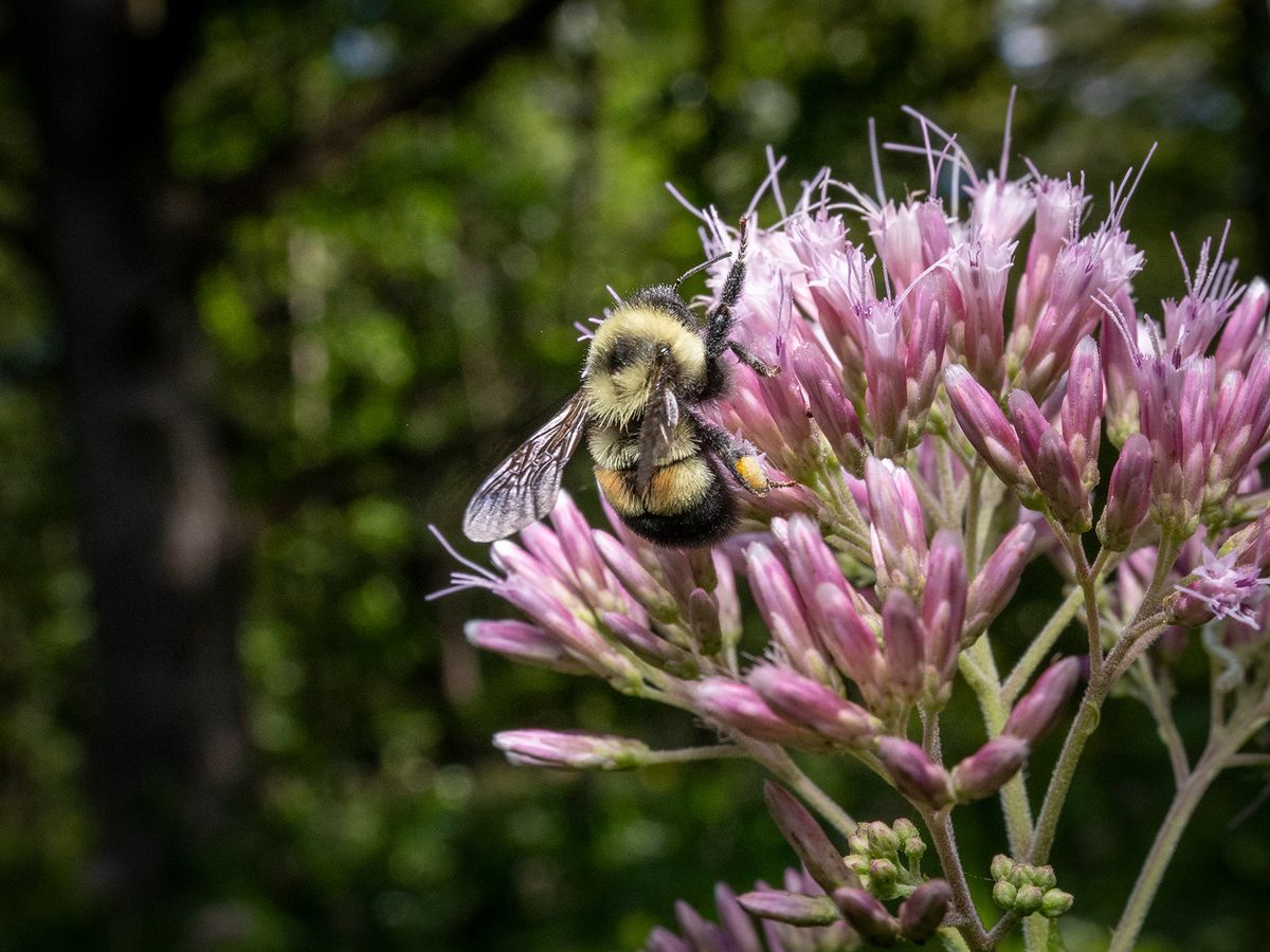 Can the Endangered Rusty Patched Bumblebee Survive? post thumbnail image