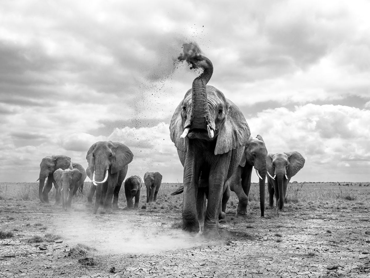 15 Playful and Powerful Photos to Celebrate World Elephant Day post thumbnail image