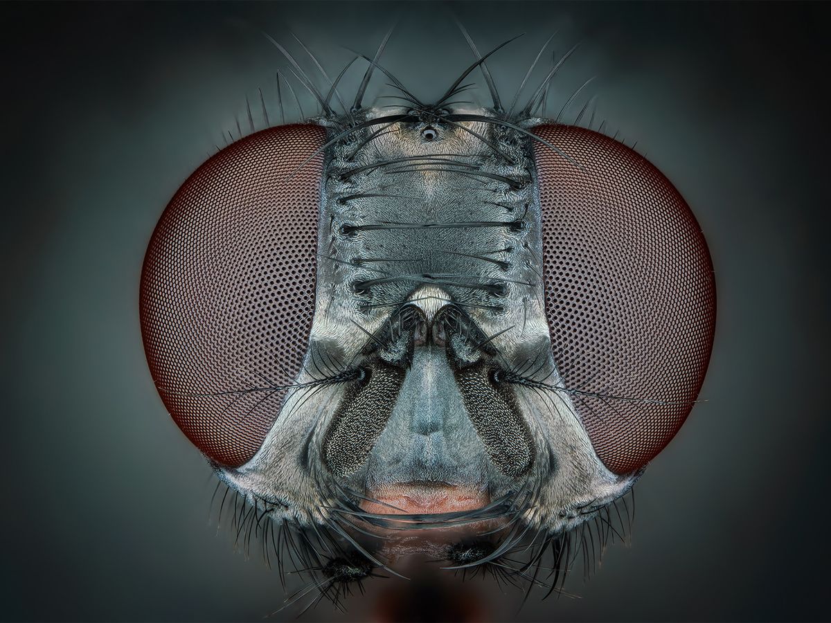 These Stunning Portraits of Insects Reveal the Intricacies of an Amazing World post thumbnail image