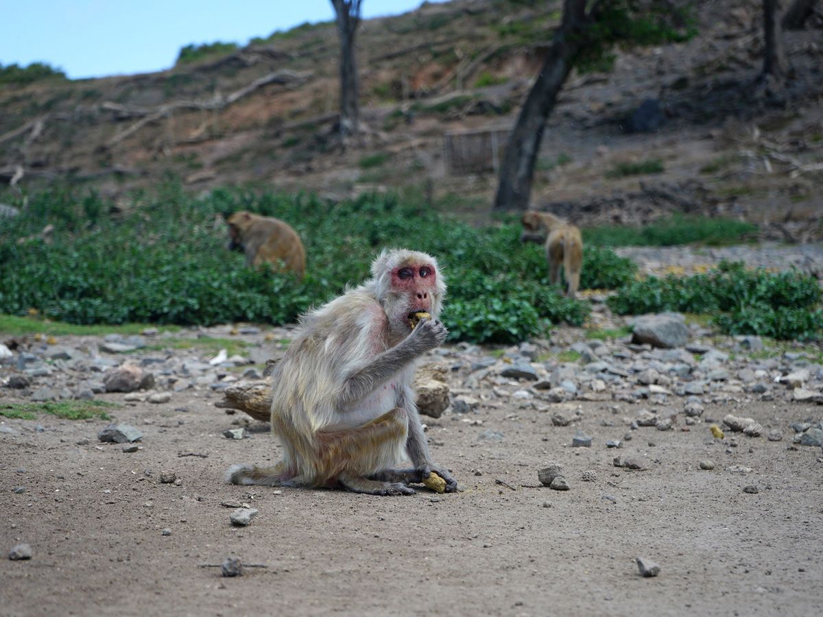 How Do Animals Change Their Social Habits as They Age? post thumbnail image