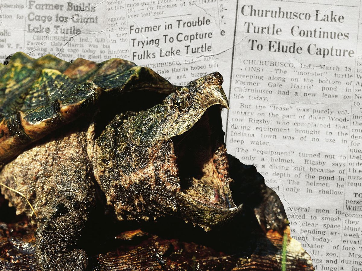 Could Citizens of This Indiana Town Have Seen a 500-Pound Turtle? post thumbnail image