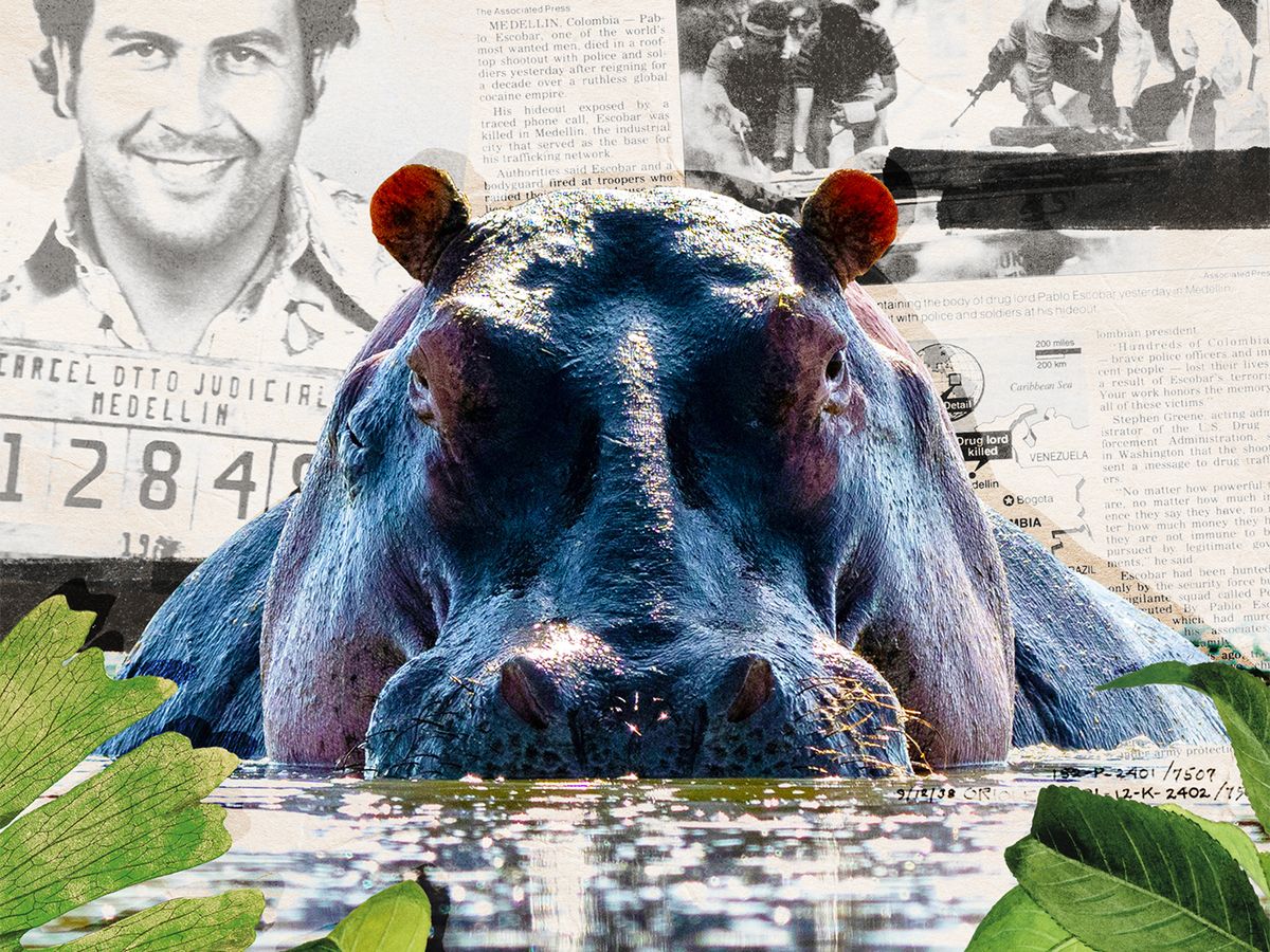 The Wild Story of What Happened to Pablo Escobar’s Hungry, Hungry Hippos post thumbnail image