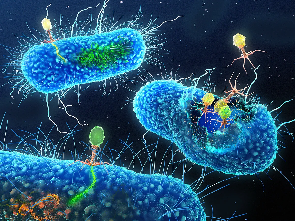 Inside the Hidden Kingdom of Viruses in Your Gut post thumbnail image