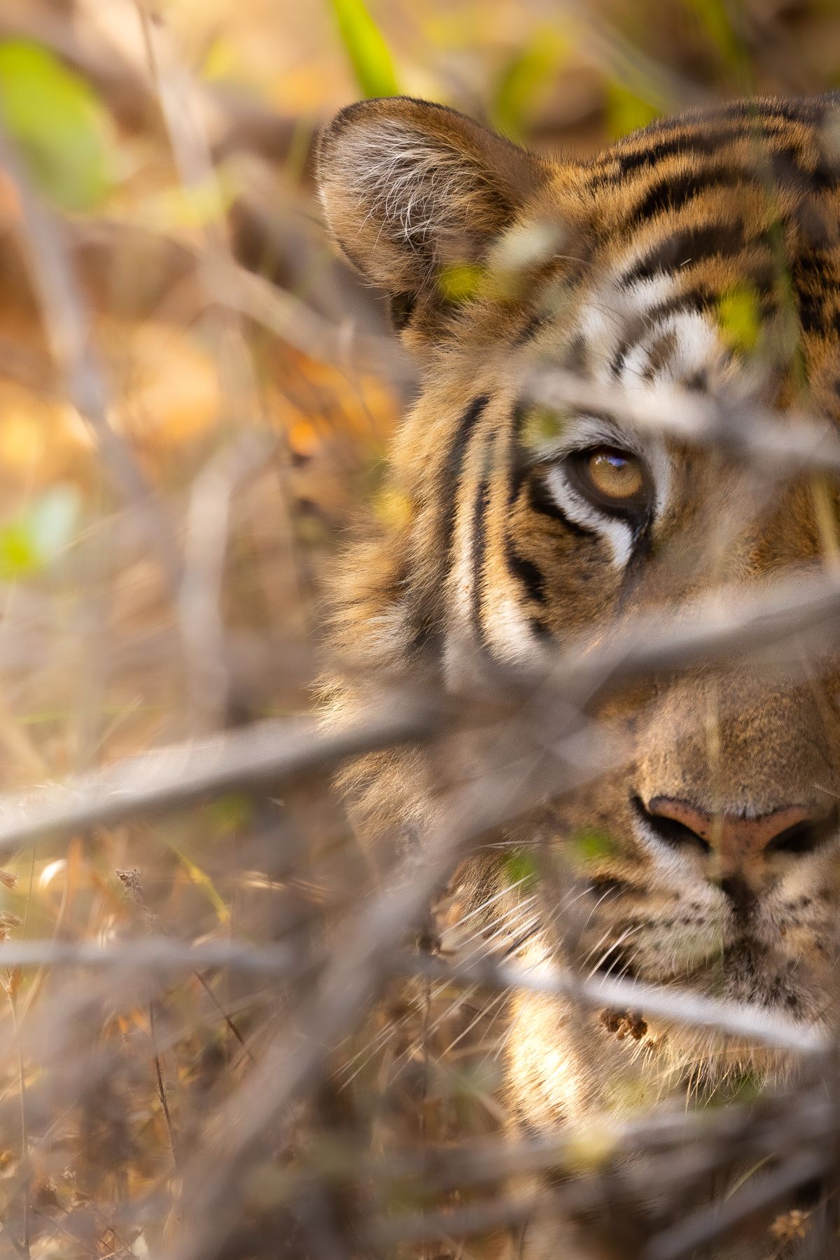 Feast on 15 Ferocious Tiger Photos From the Smithsonian Photo Contest post thumbnail image