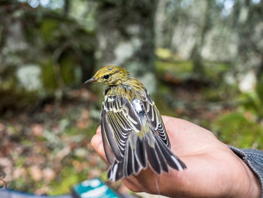 Tiny Trackers Are Revealing the Secret Lives of Tens of Thousands of Birds post thumbnail image