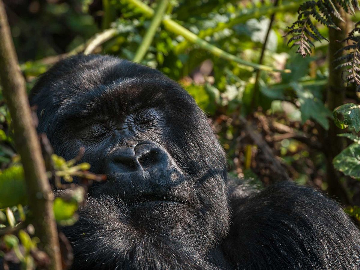 Why Humans Sleep Less Than Their Primate Relatives post thumbnail image