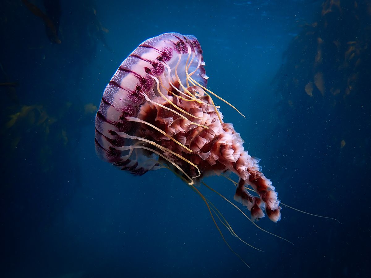 Delight in These 15 Photos That Capture the Exotic Undersea Lives of Jellyfish post thumbnail image