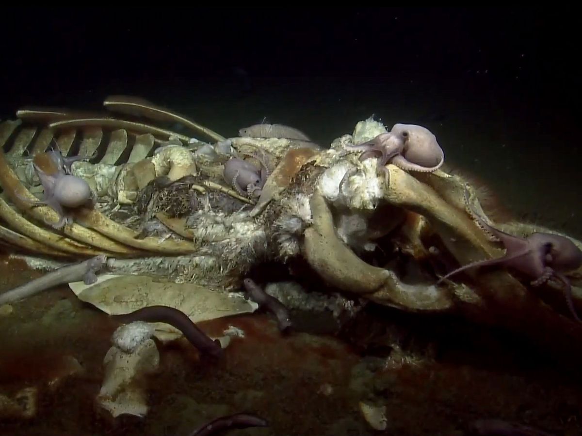 Why Have So Many Whale Remains Been Found on the Ocean Floor Near Los Angeles? post thumbnail image