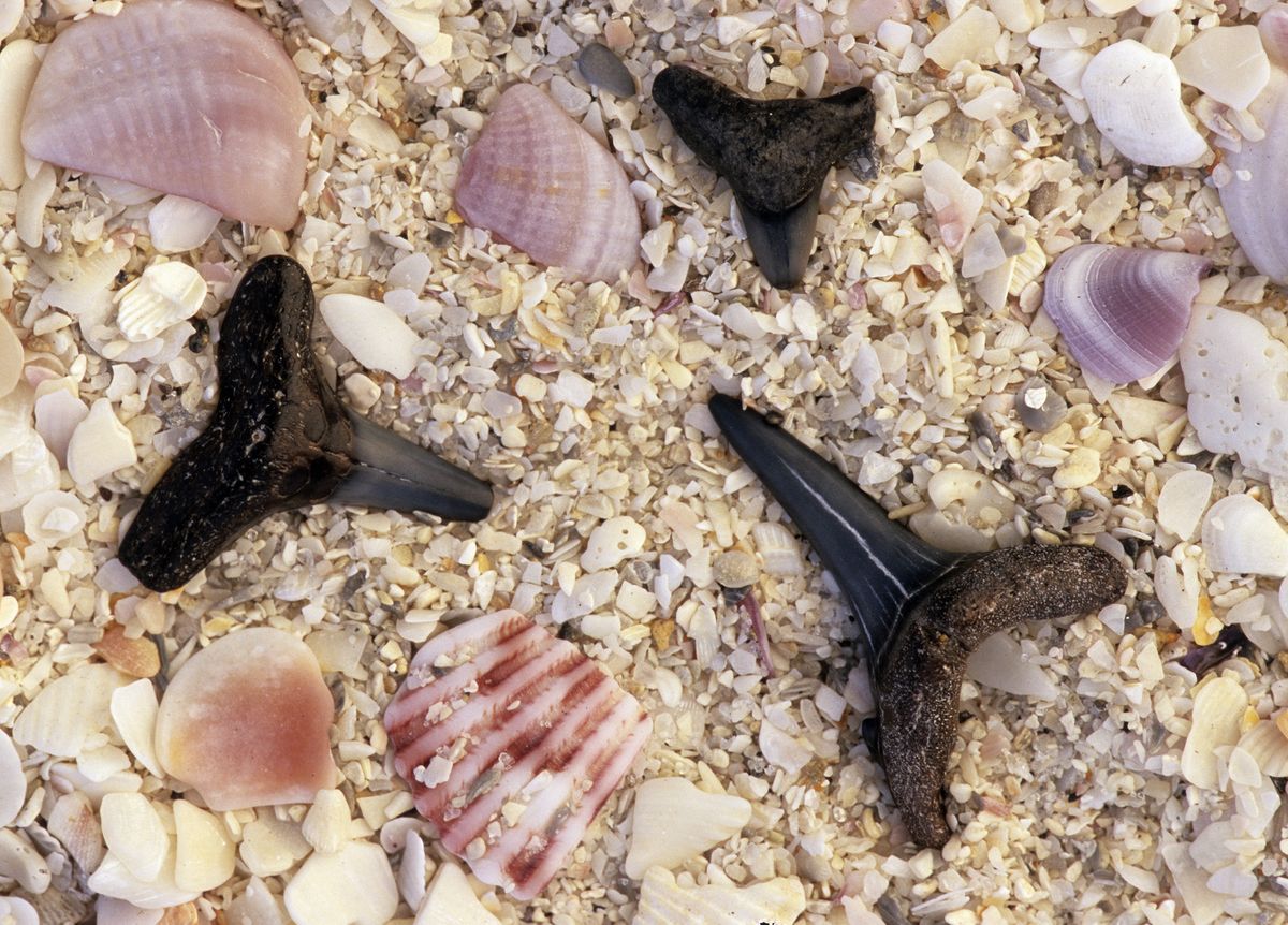 Four Places to Find Fossilized Shark Teeth in the United States post thumbnail image