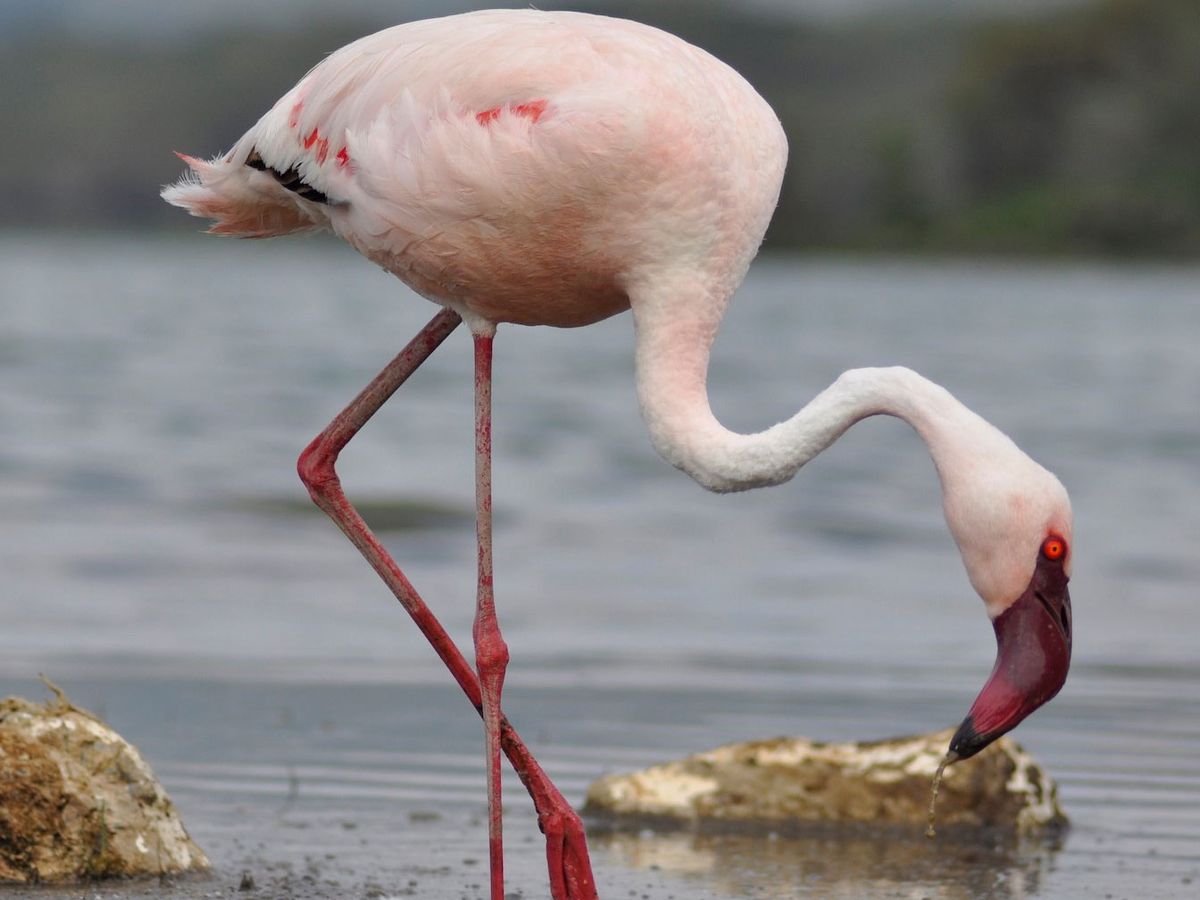 How Will Climate Change Hurt Lesser Flamingos? post thumbnail image