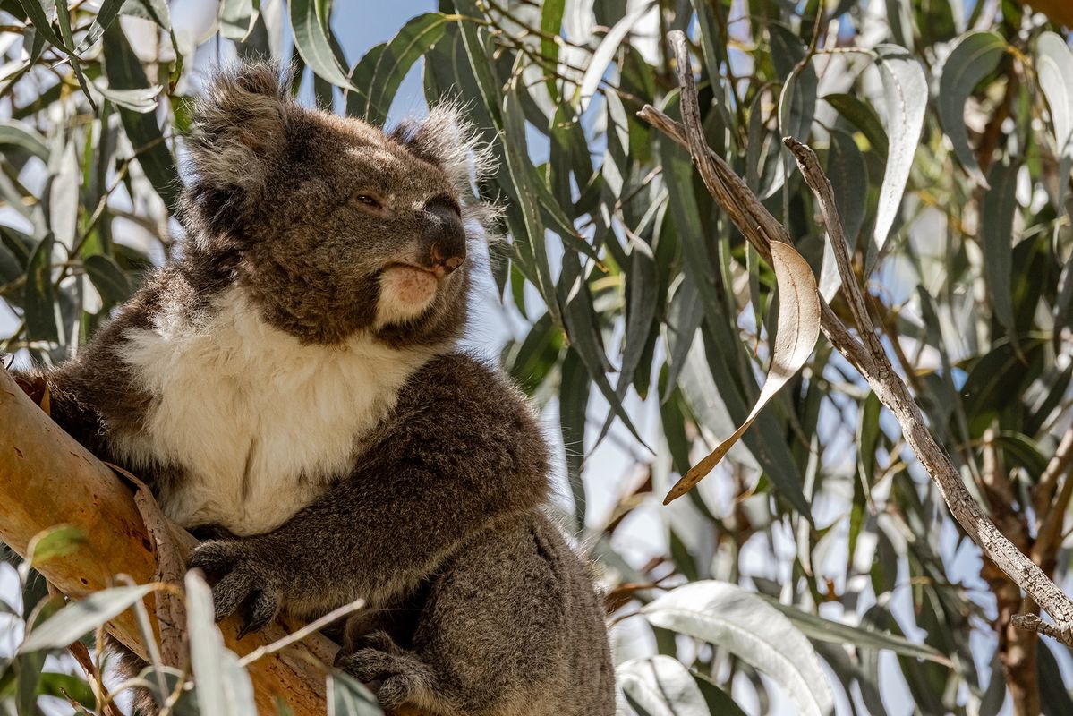 This Island Is Inhabited by More Koalas Than Humans post thumbnail image