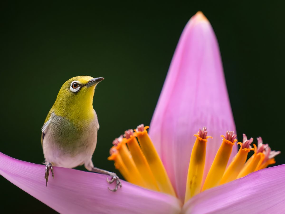 See 15 Amazing Photos of Beautiful Birds post thumbnail image