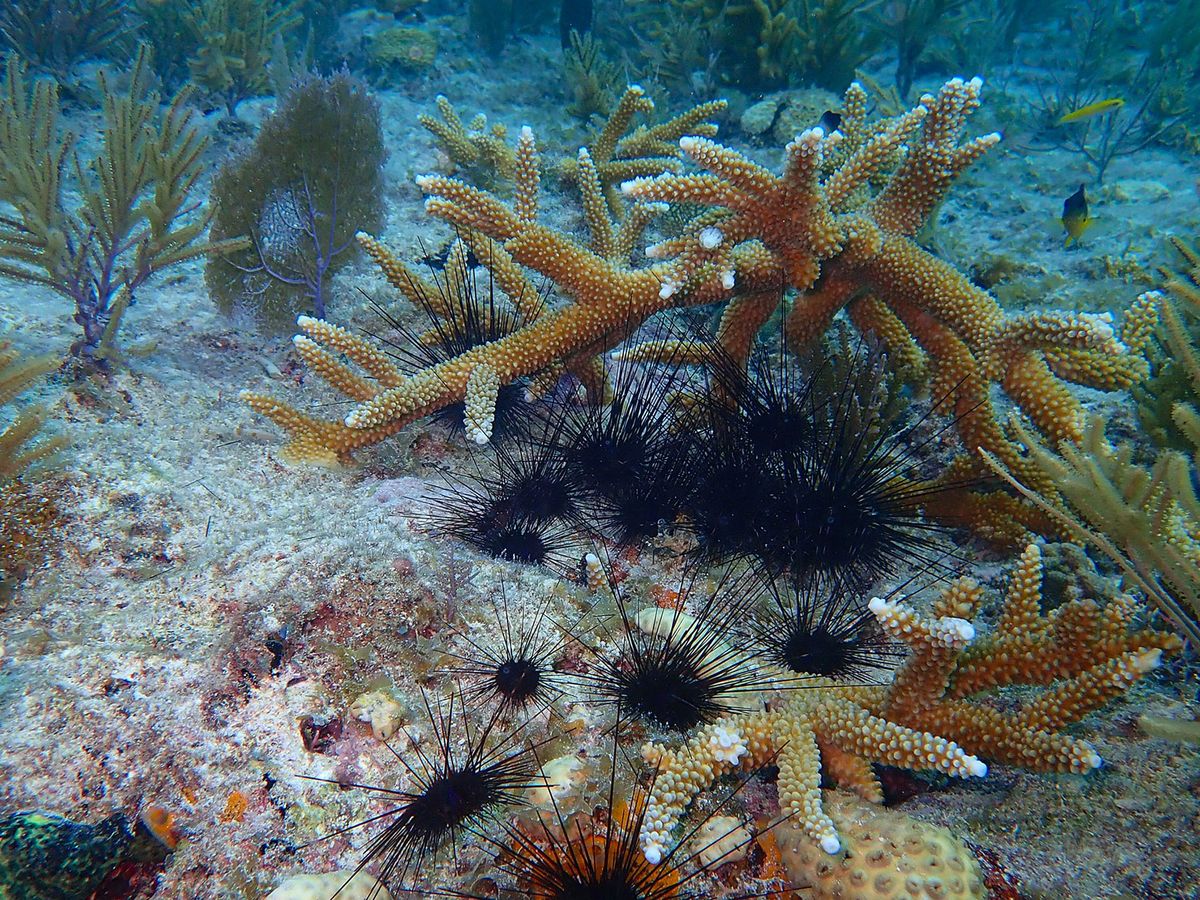 The Valiant Effort to Restore the Caribbean’s Sea Urchins post thumbnail image