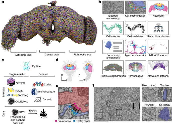 Neuronal wiring diagram of an adult brain post thumbnail image