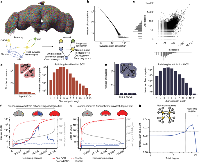 Network statistics of the whole-brain connectome of Drosophila post thumbnail image