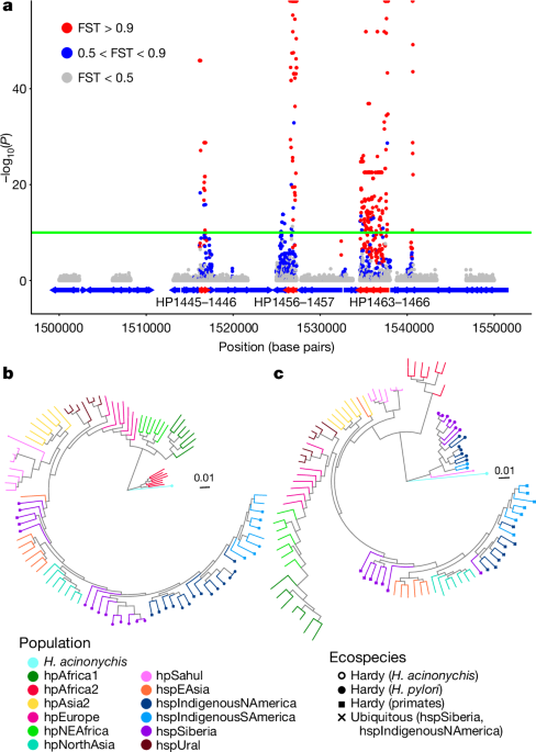 An ancient ecospecies of Helicobacter pylori post thumbnail image