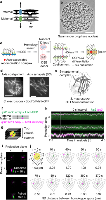 Rapid homologue juxtaposition during meiotic chromosome pairing post thumbnail image