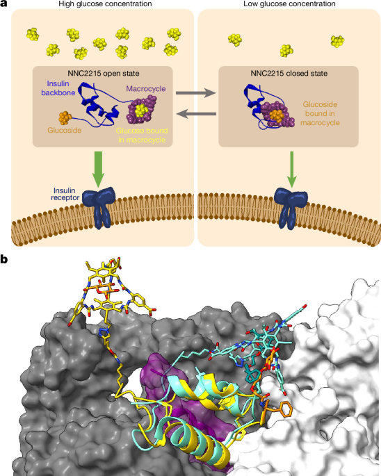 Glucose-sensitive insulin with attenuation of hypoglycaemia post thumbnail image