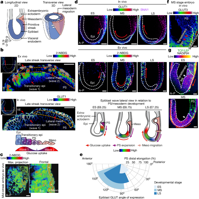 Selective utilization of glucose metabolism guides mammalian gastrulation post thumbnail image