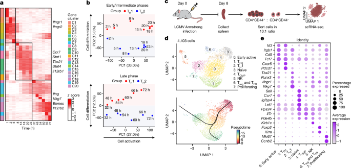 Neuropeptide signalling orchestrates T cell differentiation post thumbnail image