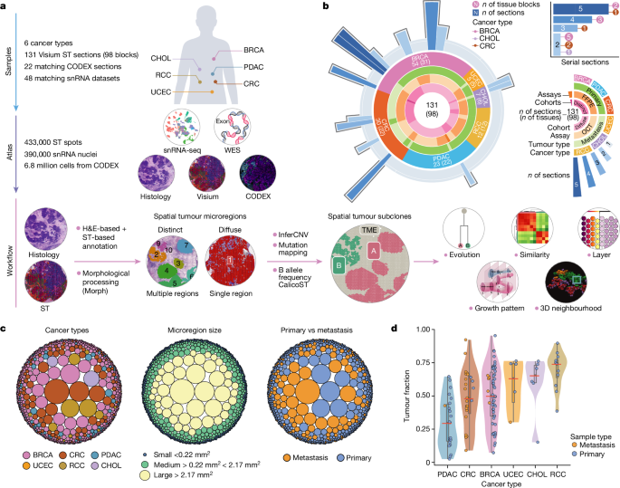 Tumour evolution and microenvironment interactions in 2D and 3D space post thumbnail image