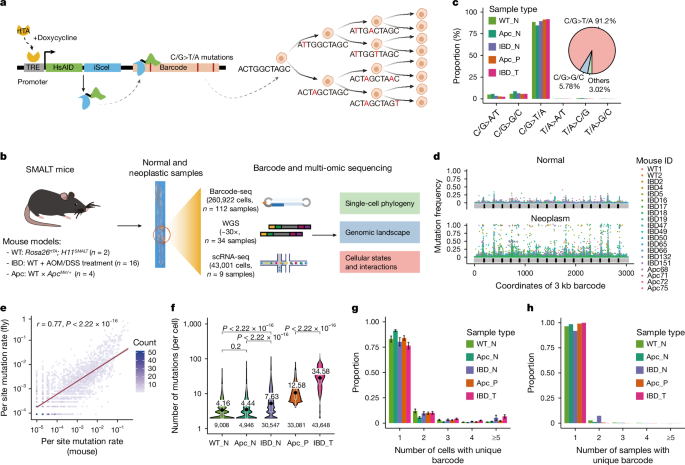 Polyclonal-to-monoclonal transition in colorectal precancerous evolution post thumbnail image