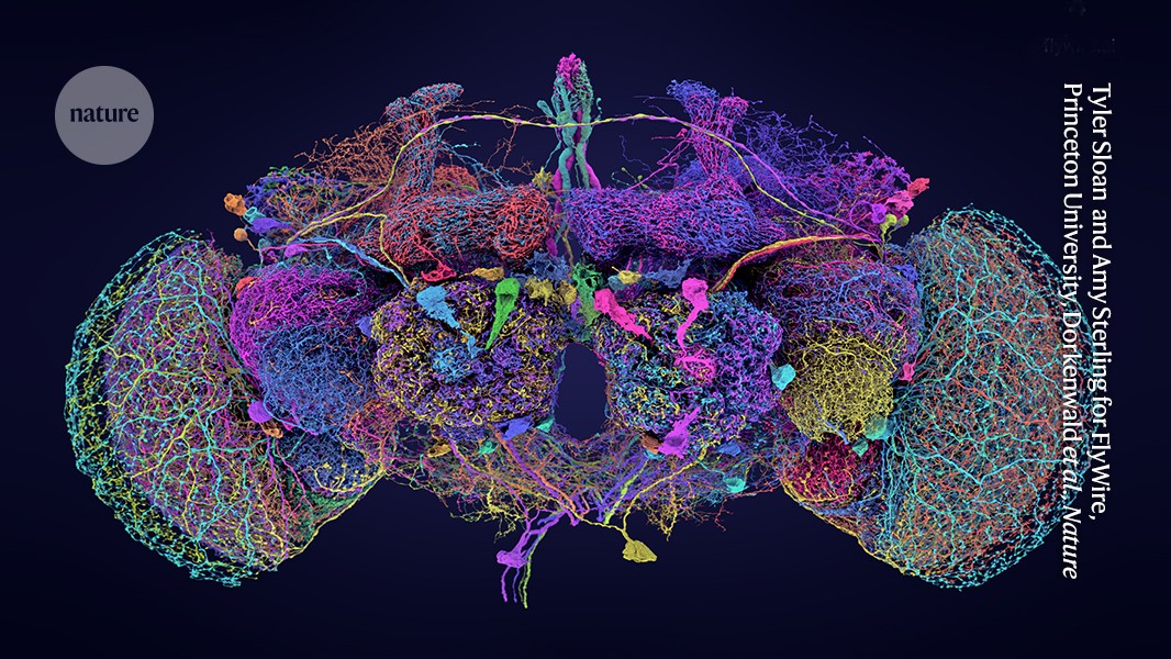 Largest brain map ever reveals fruit fly’s neurons in exquisite detail post thumbnail image