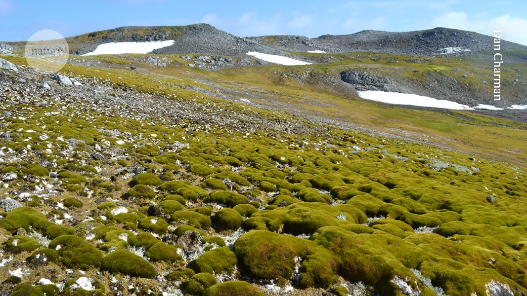 Believe it or not, this lush landscape is Antarctica post thumbnail image