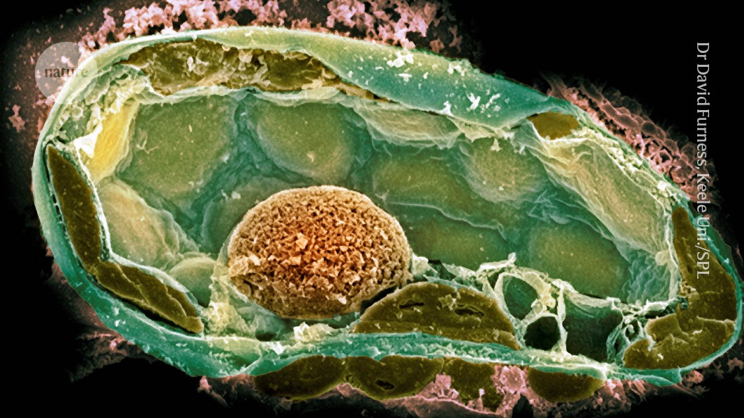 Bacteria implanted into fungi offer clues to the origins of complex life post thumbnail image