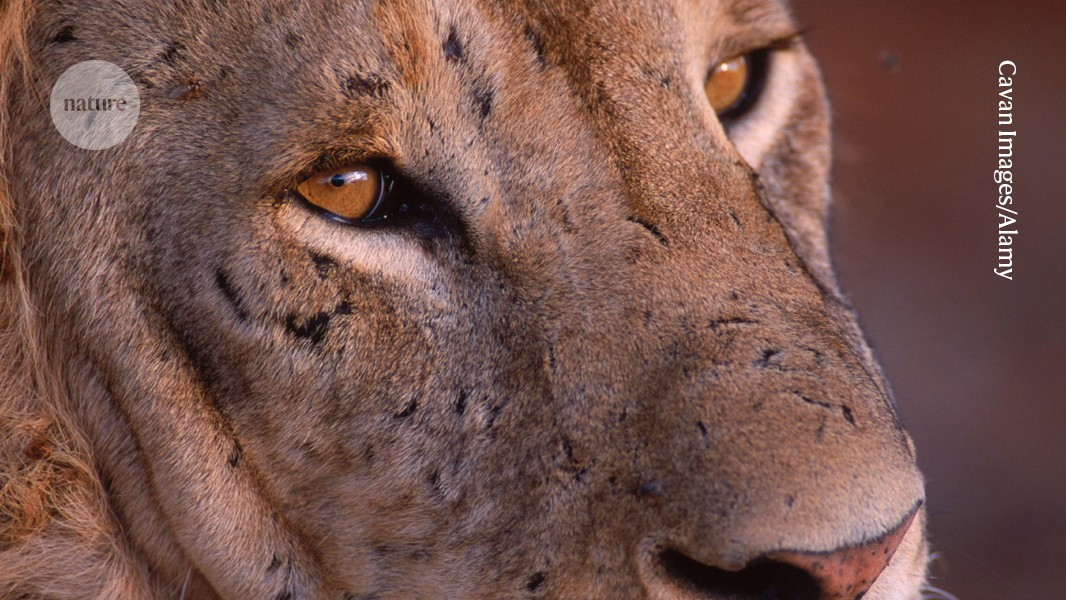 Famed lions’ full diet revealed by DNA — and humans were among their prey post thumbnail image