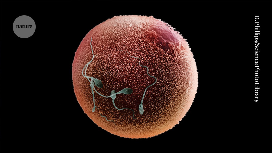 AlphaFold reveals how sperm and egg hook up in intimate detail post thumbnail image