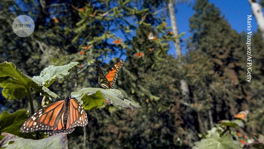 Mexican forest ‘relocated’ in attempt to save iconic monarch butterflies post thumbnail image