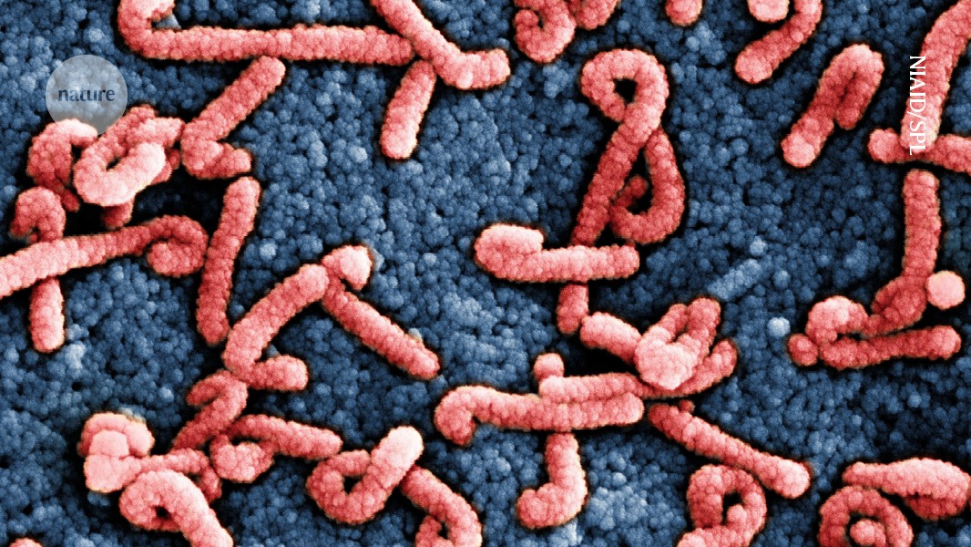 Animal-to-human viral leap sparked deadly Marburg outbreak post thumbnail image