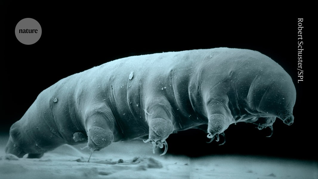 New species of tardigrade reveals secrets of radiation-resisting powers post thumbnail image