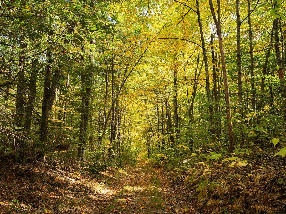 What 30 Years of Studying the New England Woods Reveals About the Colors of Changing Leaves post thumbnail image