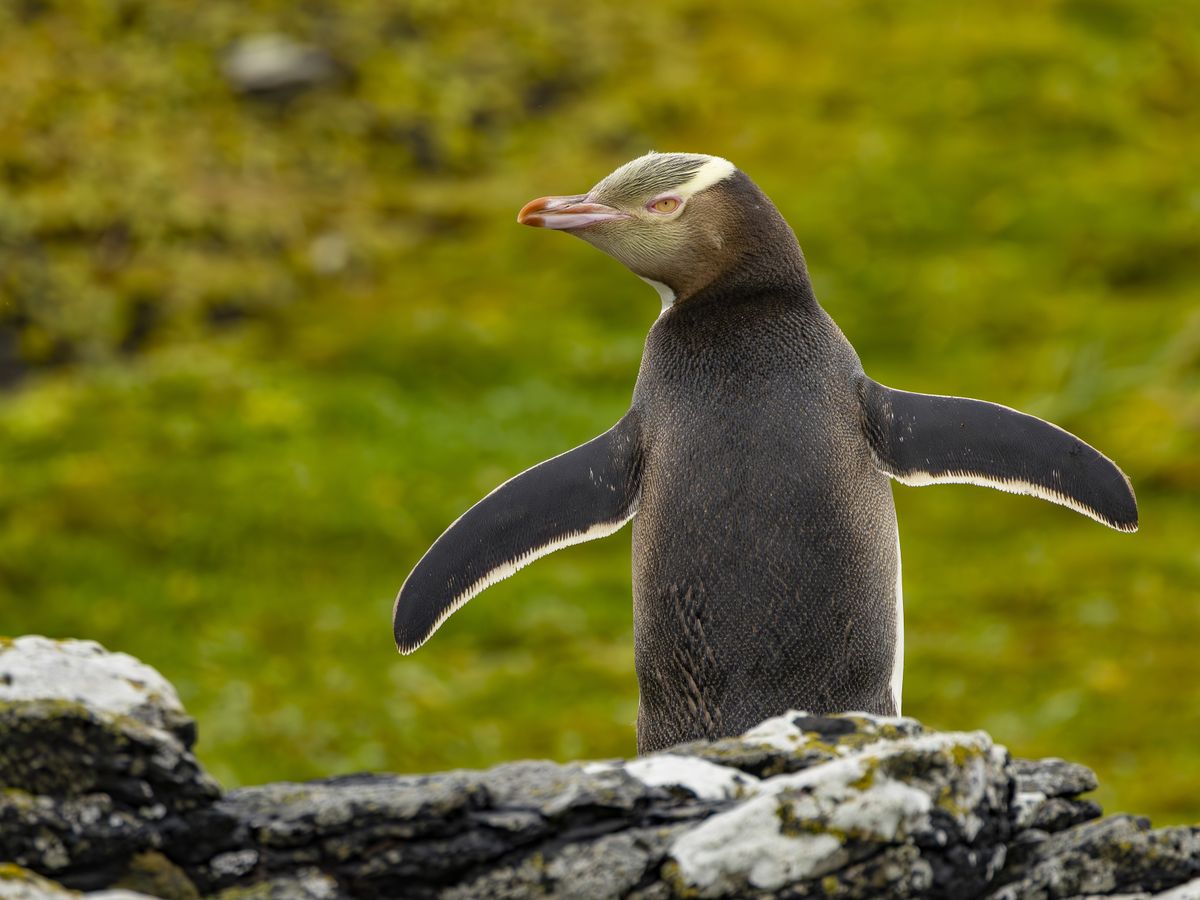 How Scientists’ Tender Loving Care Could Save This Endangered Penguin Species post thumbnail image