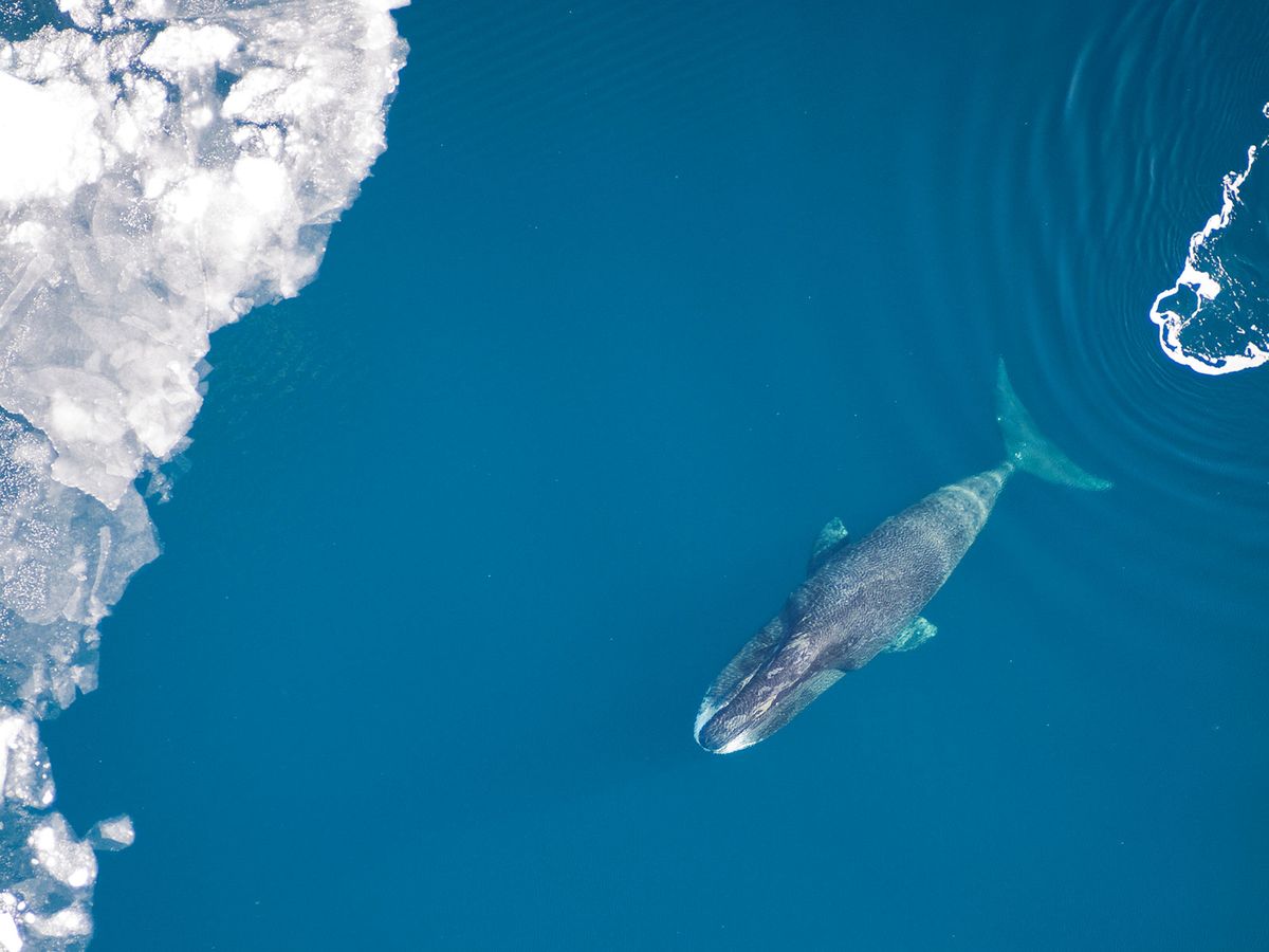 How Did Two Bowhead Whales That Were 60 Miles Apart Sync Their Diving? post thumbnail image