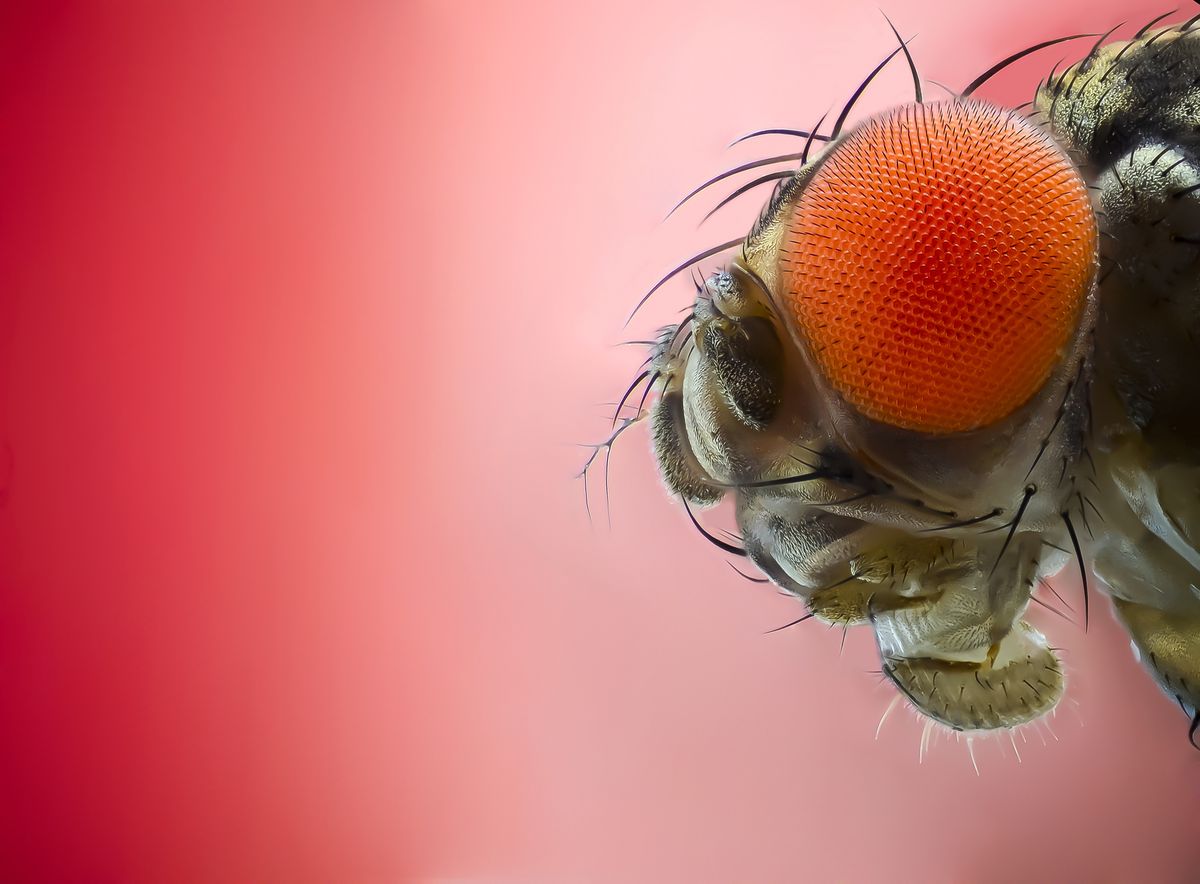 From Silk Moths to Fruit Flies, These Five Insects Have Changed the World post thumbnail image