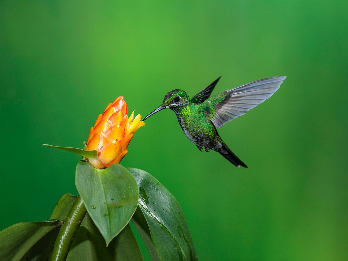 Uncovering the Secrets Behind Hummingbirds’ Extreme Lifestyle post thumbnail image