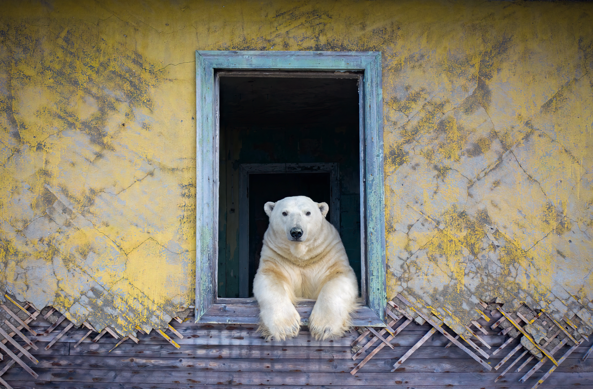 See 11 of the Best Wildlife Photographs From Years Past post thumbnail image