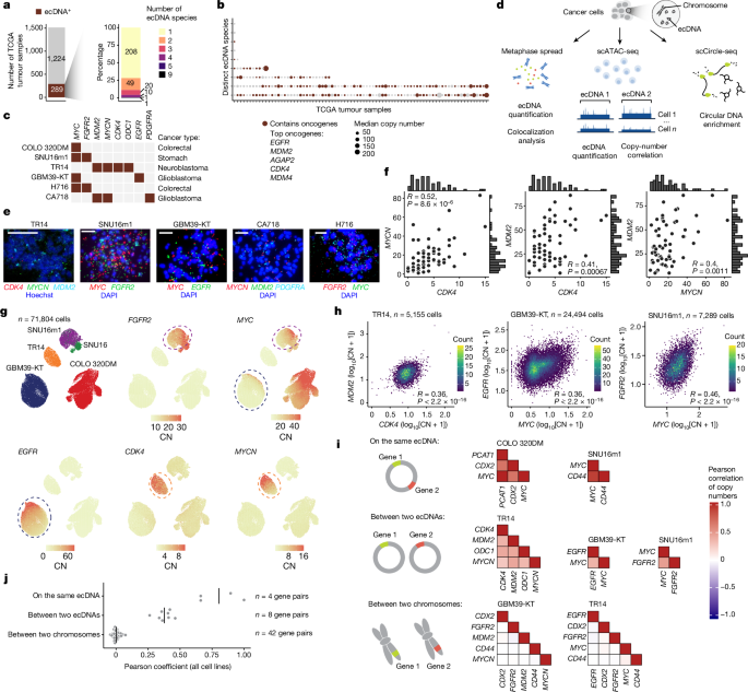 Coordinated inheritance of extrachromosomal DNAs in cancer cells post thumbnail image