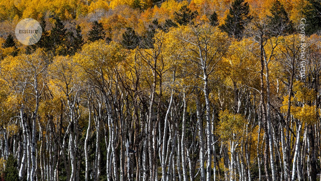 The world’s oldest tree? Genetic analysis traces evolution of iconic Pando forest post thumbnail image