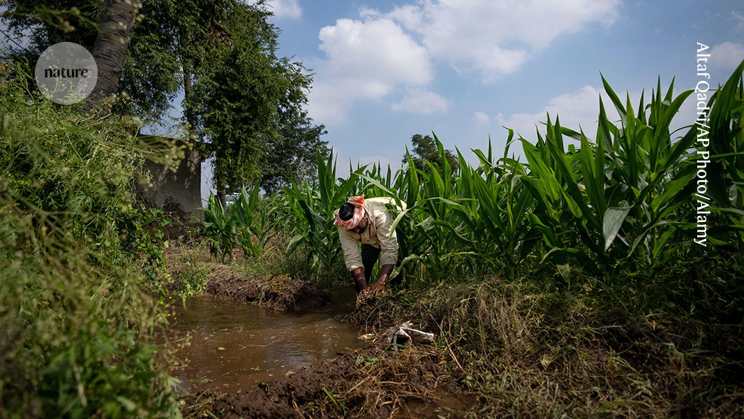 India’s US$20-billion fertilizer subsidies could do more for farmers — here’s how post thumbnail image