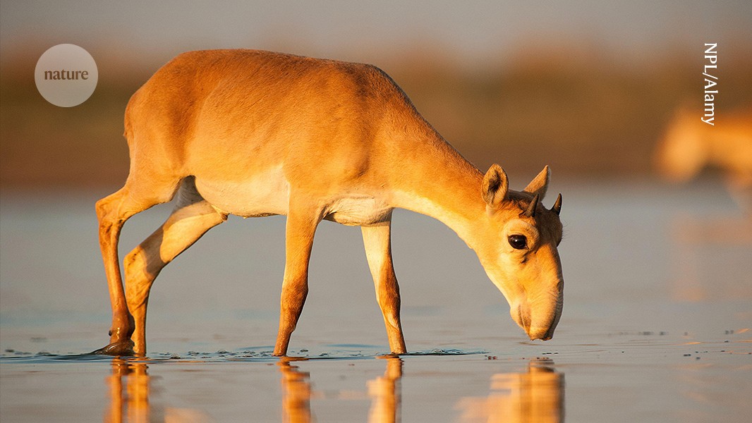 The scale of the biodiversity crisis laid bare post thumbnail image