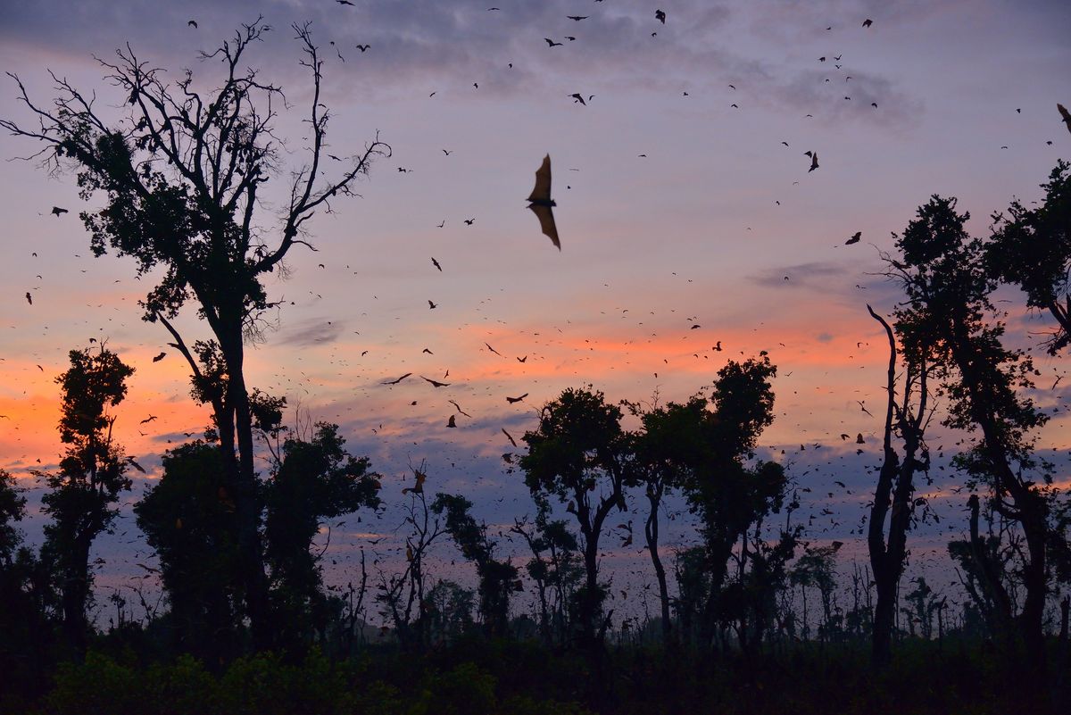 The World’s Largest Mammal Migration Is Taking Place in Zambia Right Now post thumbnail image