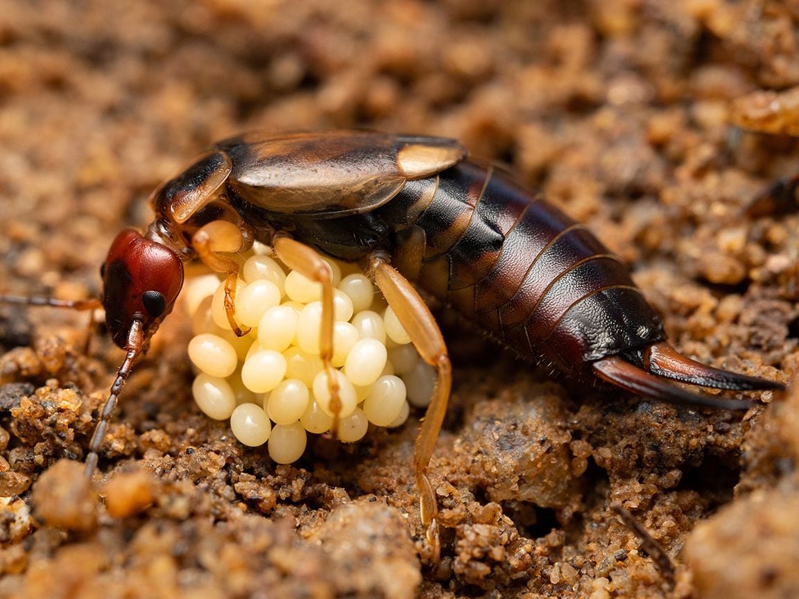 A Deep Look Into the Wacky and Wild Lives of Earwigs post thumbnail image