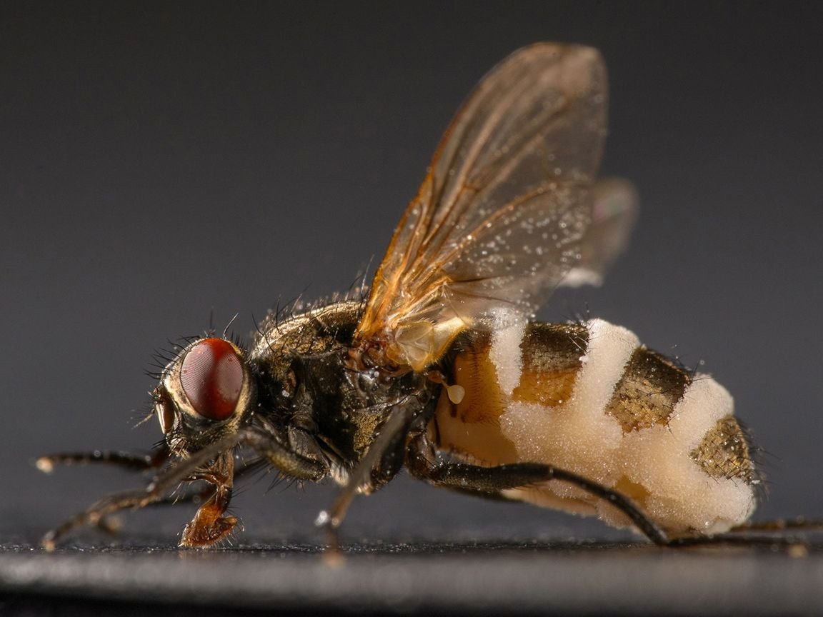 This Parasitic Fungus Turns Flies Into Zombie Insects post thumbnail image