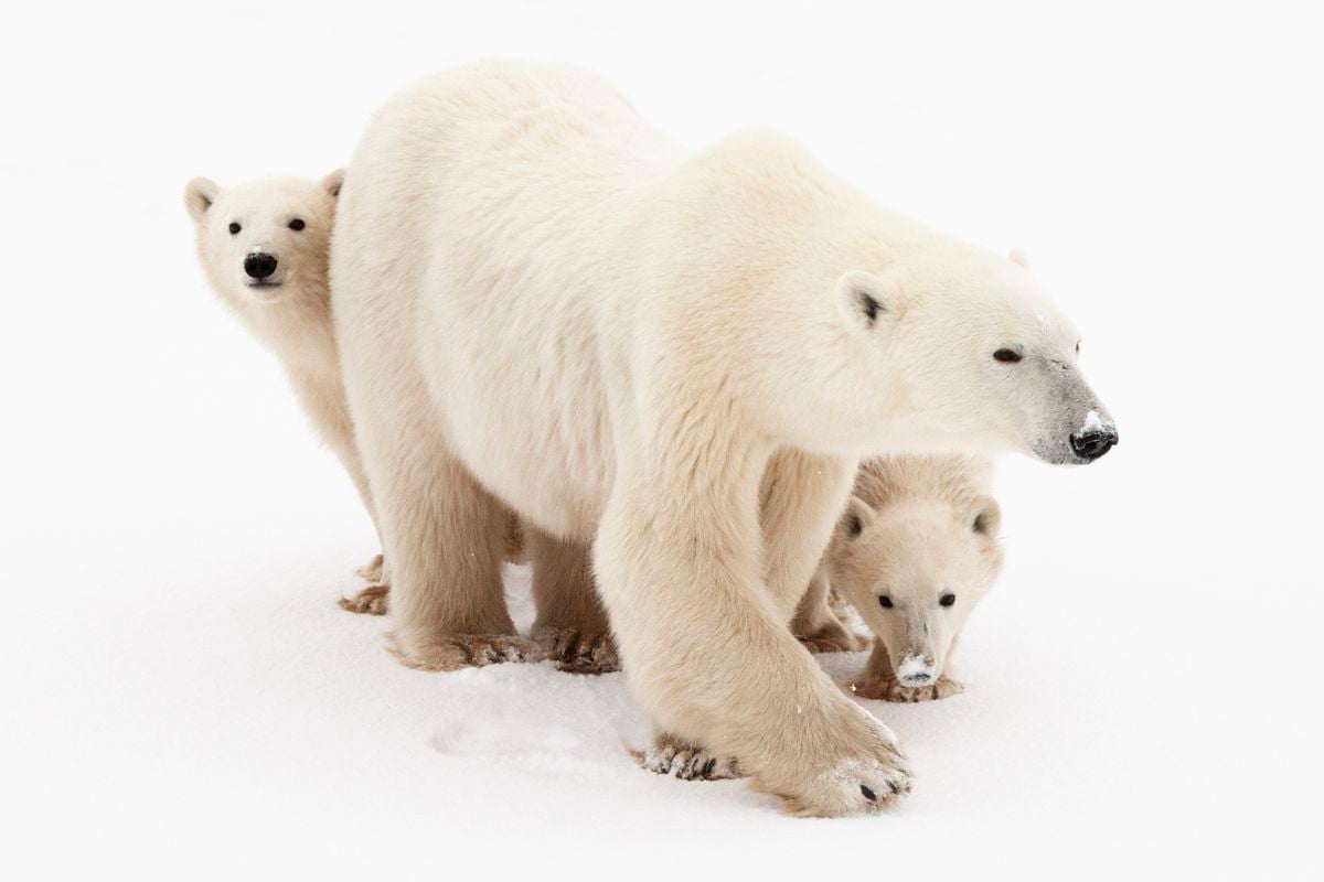 Celebrate the Beloved Yet Threatened Polar Bear With These 15 Photos post thumbnail image